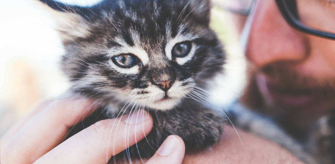 Shipping Kittens by Air: Costs, Considerations, and Safety