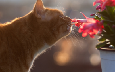 In-Cabin Cat Travel