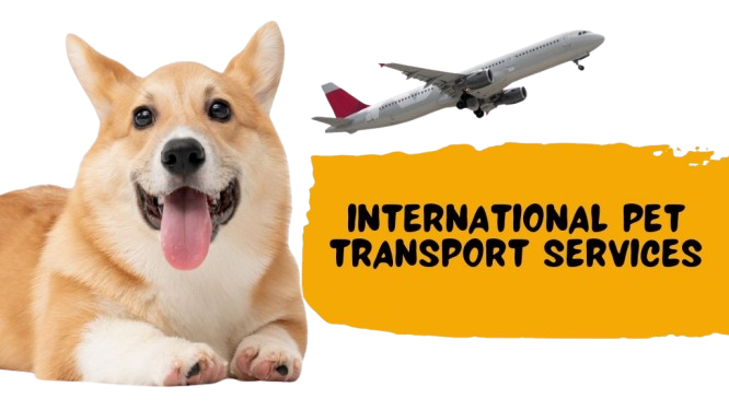 international pet transport